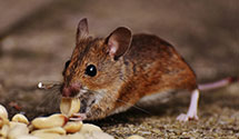 24 Hour & Emergency Exterminators in Echo, UT
